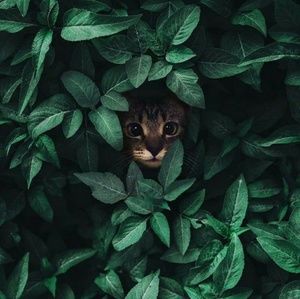 Meet your Posher, Hellen